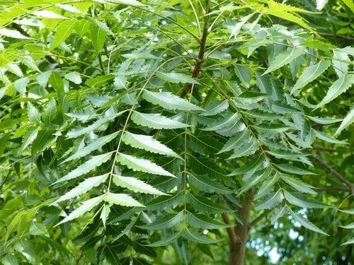 Neem Leaves - Dev Tandoor Industries